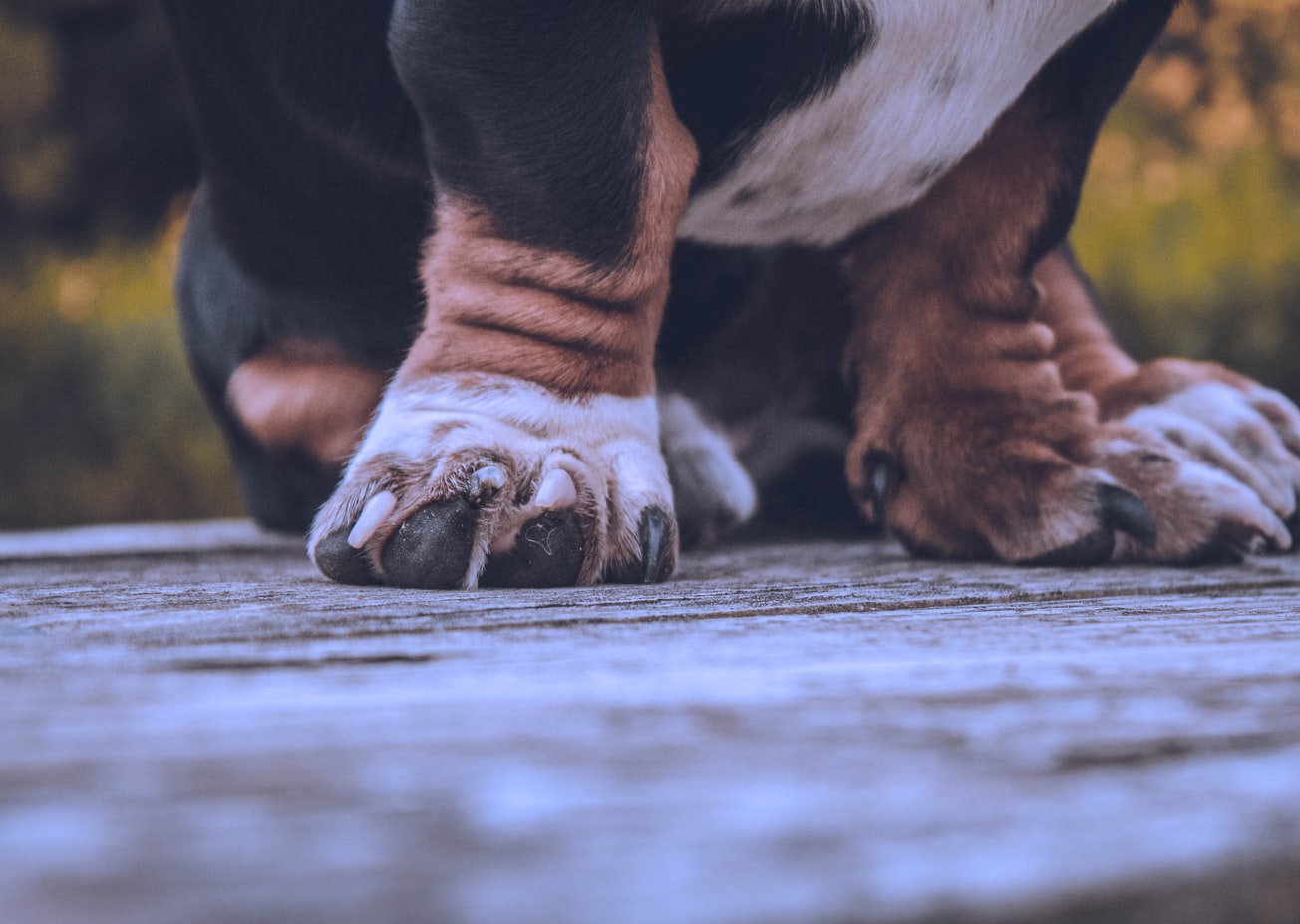 ZOOLEADER | ▲ Как правильно обрезать когти собаке легко и не больно - Рекомендации от ветеринара