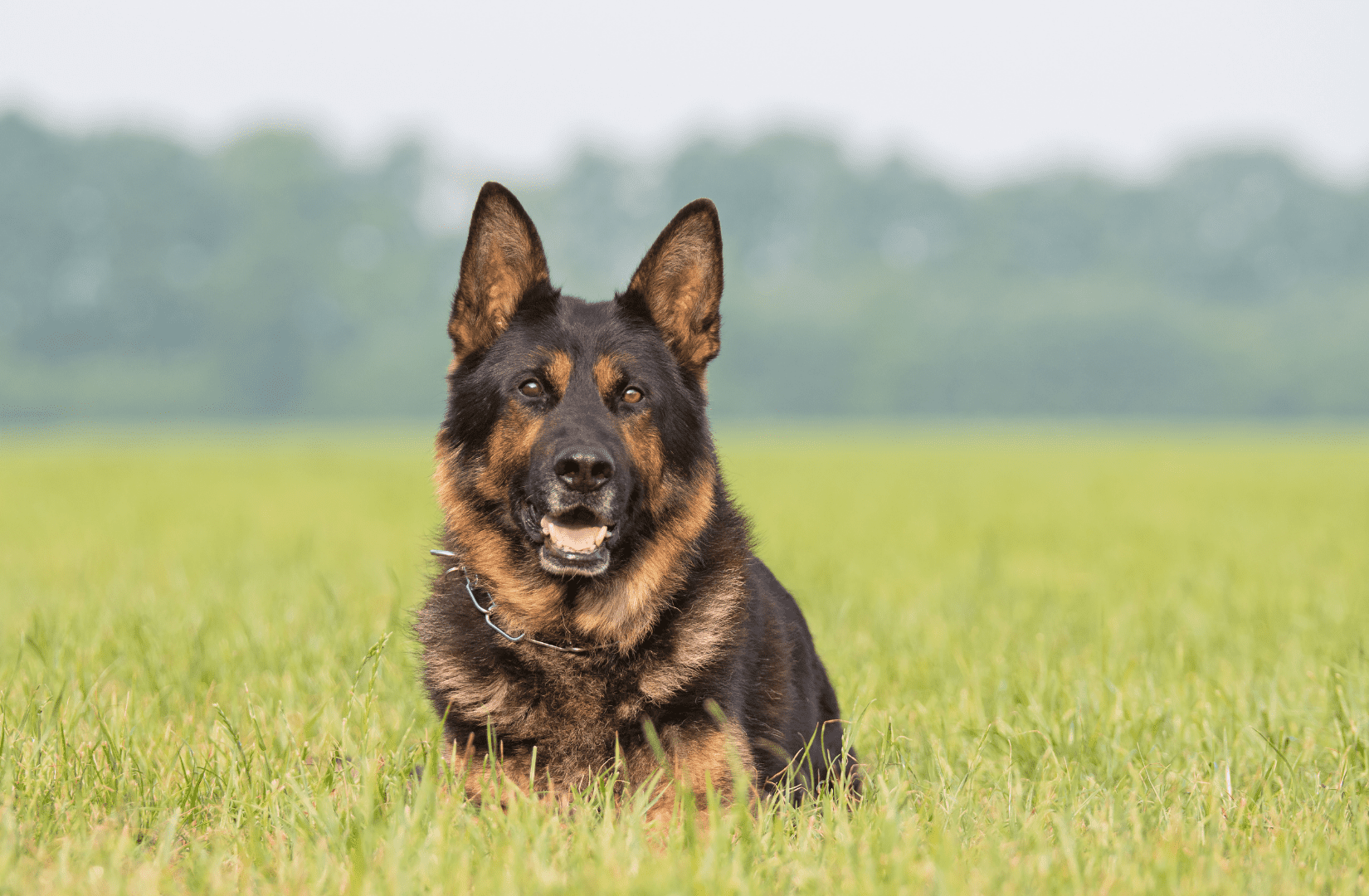 Родословная немецкой овчарки – документ собаки