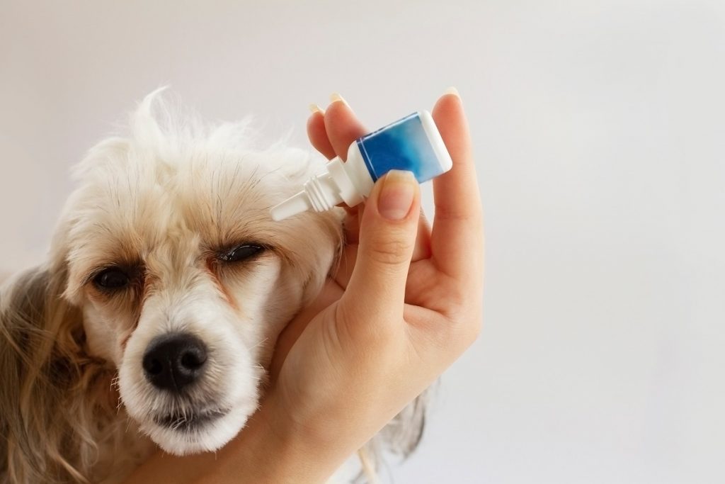 Что делать, если собаке попала вода в ухо? | Royal Canin